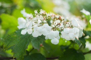 guelder rose, Viburnum opulus flowers close up