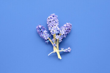 Bunch of blue hyacinth flowers. Blue monochrome paper background. Simple minimal winter early...