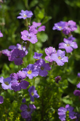 Obraz premium Aubrieta in bloom on flower bed
