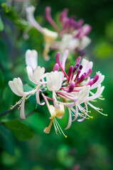 colorful flowers of Italian honeysuckle, macro