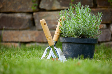 gardening tools and plants in the garden