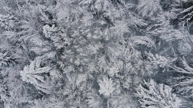 Aerial view of frozen forest with snow covered trees at wintertime. Flight above winter mixed forest. Traveling concept of clean pure scenery scene, air camera shot treeline and treetop far from city