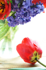 one red tulip looking at bouquet on table