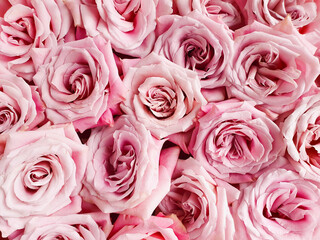 Fototapeta Pink roses a lot, texture background. Closeup, copy space, place for text and product. obraz