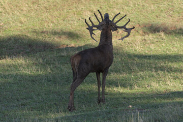 Male deer in the time of bellowing
