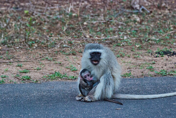 female vervet monkey lactating a baby monkey