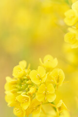 満開の菜の花のクローズアップ　黄色背景