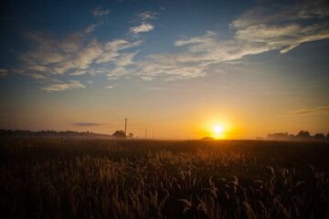 Sunset in the field