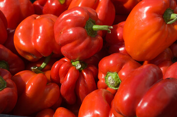 a lot of red bell peppers