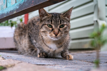 Obraz premium cat in the garden