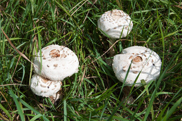 Macrolepiota procera, the parasol mushrooms in gren grass at sunny meadow