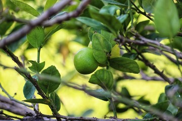 A small lemon tree in the garden.