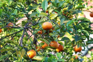 A small lemon tree in the garden.