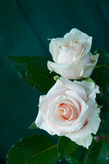 two light pink roses at deep green background