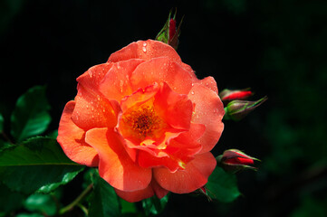 beautiful red open rose, deep green background