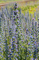 Obraz premium thickets of blueweed, Echium vulgare in bloom