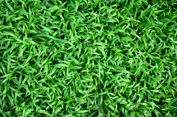 Fototapeta na wymiar Green Grass for Background Texture