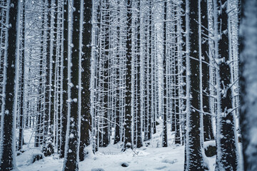 Fototapeta premium Baumstämme im Schnee