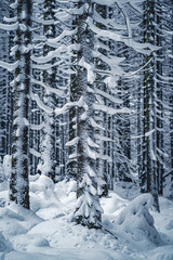 Fototapeta premium verschneite Fichte im Harz