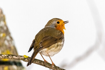 European Robin perched on a tree branch