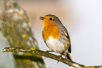 Fototapeta premium European Robin perched on a tree branch
