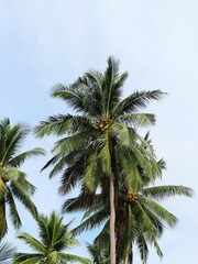Fototapeta na wymiar palm tree on sky background