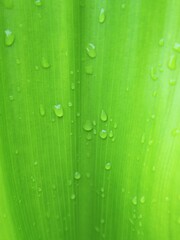 water drops on green leaf