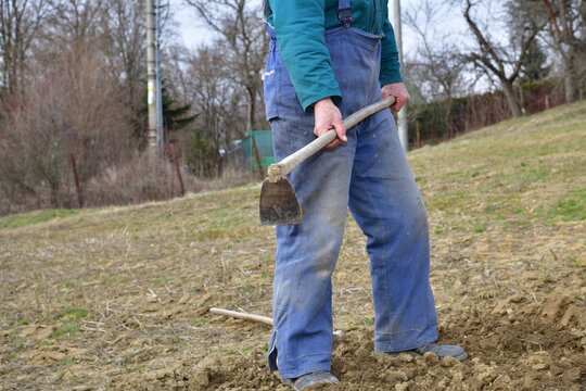 A farmer in a field hoeing the soil by hand before planting the seeds in the spring
