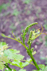 new grape vine with tendrils and flower buds