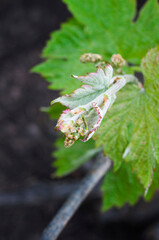 new grape vine with flower buds