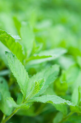 new pepper mint plants, macro