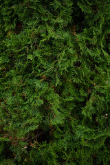 Texture of Christmas tree needles, green trees and Christmas trees.