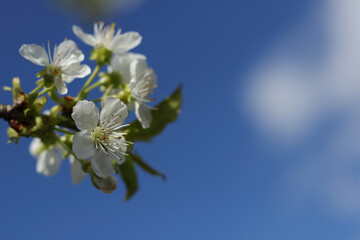 Close-up cherry blossom.  Branches white flowers green leaves blue sky background. Beautiful cherry blossom. Spring orchard. Summer sunny day nature. Floral border frame, copy space. Spring flowers
