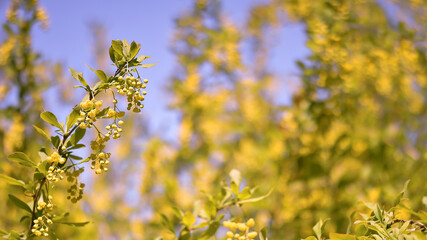 A branch with yellow clusters of barberry inflorescences in close-up on a sunny day against the background of a lush blooming spring garden. Background