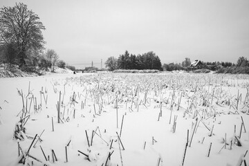 landscape on pond or lake ice covered with snow, cropped river reeds, black and white