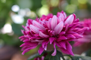 Beautiful pink chrysanthemum flowers on a background of other chrysanthemum flowers. selective focus on chrysanthemum petals.Chrysanth purple flower background.