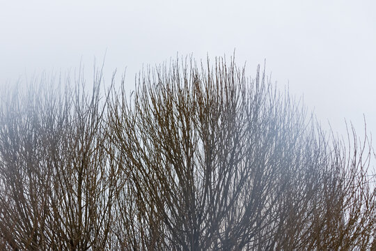 Straight tree branches without leaves in the fog