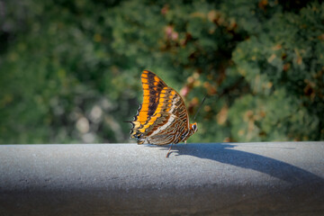 Two-tailed pasha (charaxes jasius) on blurred background