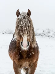 Foto op Canvas Horses in the snowy mountains © JoseMaria