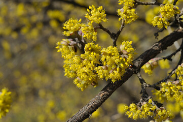 ornel, Cornus, dogberry tree blooming, blur background