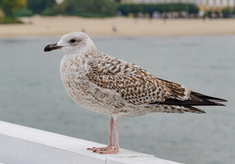 seagull on the beach