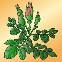 Fototapeta na wymiar Rose branch, pink rosehip with buds and green leaves, drawing with one line, vector illustration, design element