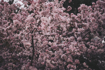 Pink blooming apple tree flowers background
