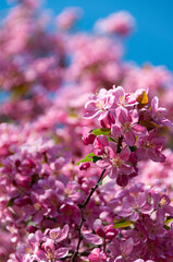 apple tree in bloom, vertical