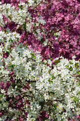 Fototapeta premium apple tree in bloom, floral background