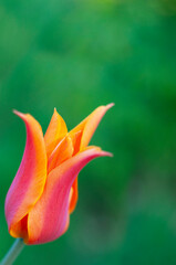 one red and orange tulip, free green space background