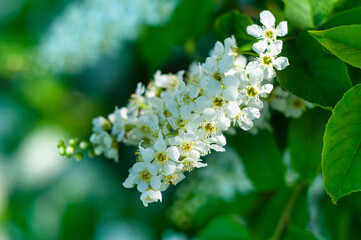 bird cherry flowers, macro