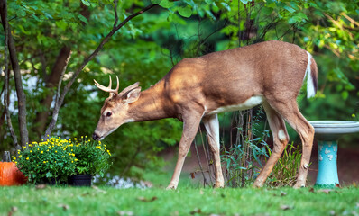Male white-tailed deer investigating flowers in a residential backyard setting - obrazy, fototapety, plakaty