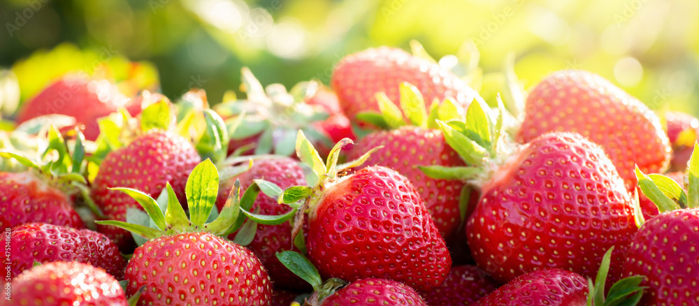 Canvas Prints Heap of ripe sweet strawberries outdoors under the sun. Vegetarian healthy food, summer harvest concept.