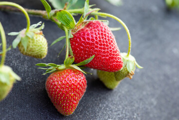 Fresh strawberries in flower bed of the garden laying on black agrofibrer. Agriculture, agronomy, rural terrain, close up.